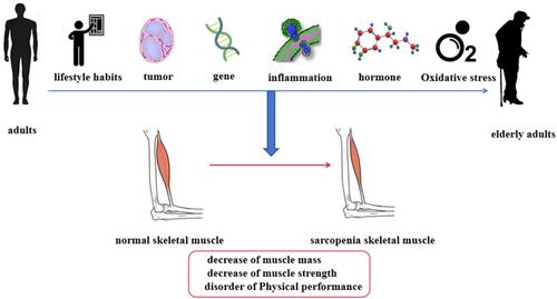 Frontiers in Nondrug Treatment of Sarcopenia: A Review of Pathological Mechanisms and the Latest Treatment Strategies