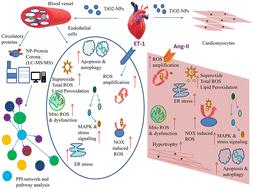 Human circulatory proteome interaction, oxidative stress-associated signalling and cardiovascular implications during titanium dioxide nanoparticle (TiO2-NP) exposure†