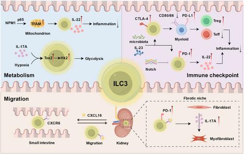 Highlights of 2024: The multifaceted roles of ILC3s in mucosal immunity and inflammation