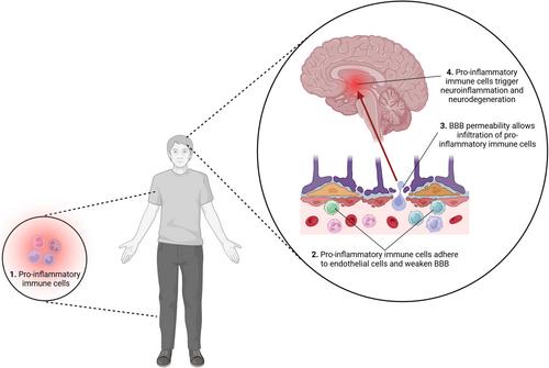Highlights of 2024: Beyond lipids: immune dysfunction in APOE4-associated Alzheimer's disease