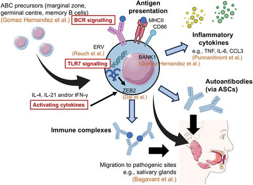 Highlights of 2024: The rising role of age-associated B cells in autoimmune diseases