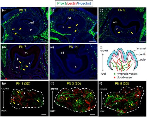 Dental pulp lymphatic vessel dynamics during tooth development and pulp stimulation in rodents