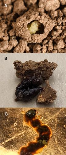 Efficacy of Heterorhabditis bacteriophora Against Diapausing Larvae of the Truffle Beetle, Leiodes cinnamomeus