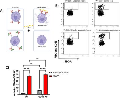 Vaccine-Induced Anti-IgE Antibodies Neutralize Free IgE but Fail to Bind and Activate Mast Cell-Displayed IgE
