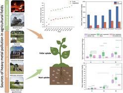 Heavy metal contamination in wastewater-irrigated vegetables: assessing food safety challenges in developing Asian countries
