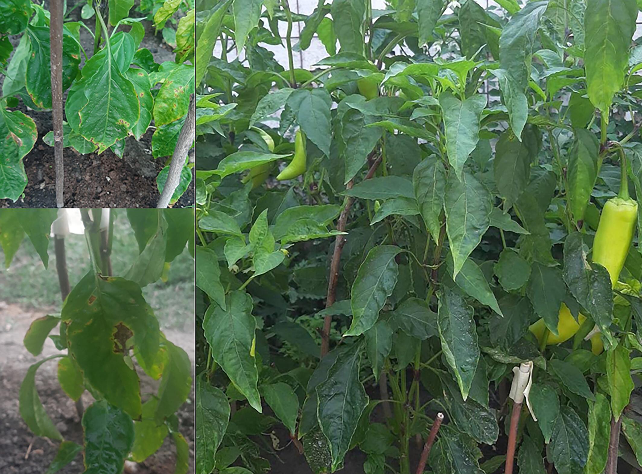 Biocontrol potential of indigenous pepper seed Bacillus strains against Xanthomonas euvesicatoria