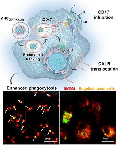 Phagocytosis-Activating Nanocomplex Orchestrates Macrophage-Mediated Cancer Immunotherapy