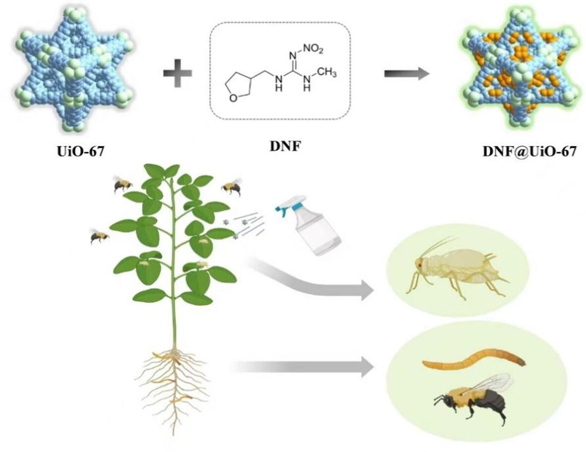 Preparation of DNF@UiO-67 and the insecticidal activity study and safety evaluation