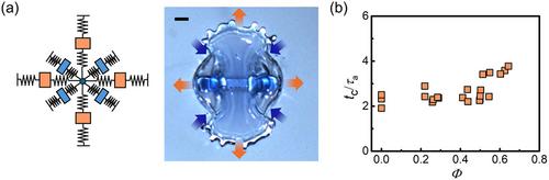 Bubble-induced symmetry breaking in droplet impact