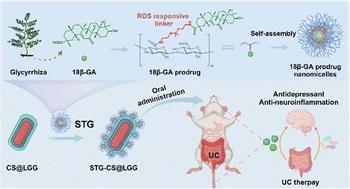 Reactive oxygen species-responsive prodrug nanomicelle-functionalized Lactobacillus rhamnosus probiotics for amplified therapy of ulcerative colitis†