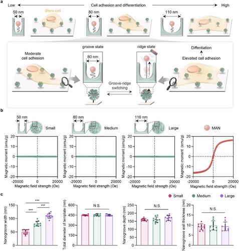 Biomimetic Dynamics of Nanoscale Groove and Ridge Topography for Stem Cell Regulation