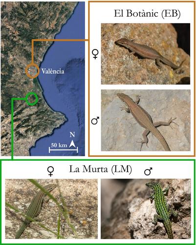 Intraspecific variation and detectability of iridescence in the dorsal coloration of a wall lizard