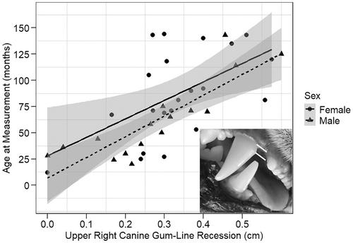 Aging cheetahs using gum-line recession and evaluation of expert-based aging techniques
