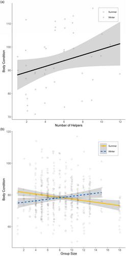 Reproductive females of a cooperatively breeding rodent are in better body condition when living in large groups