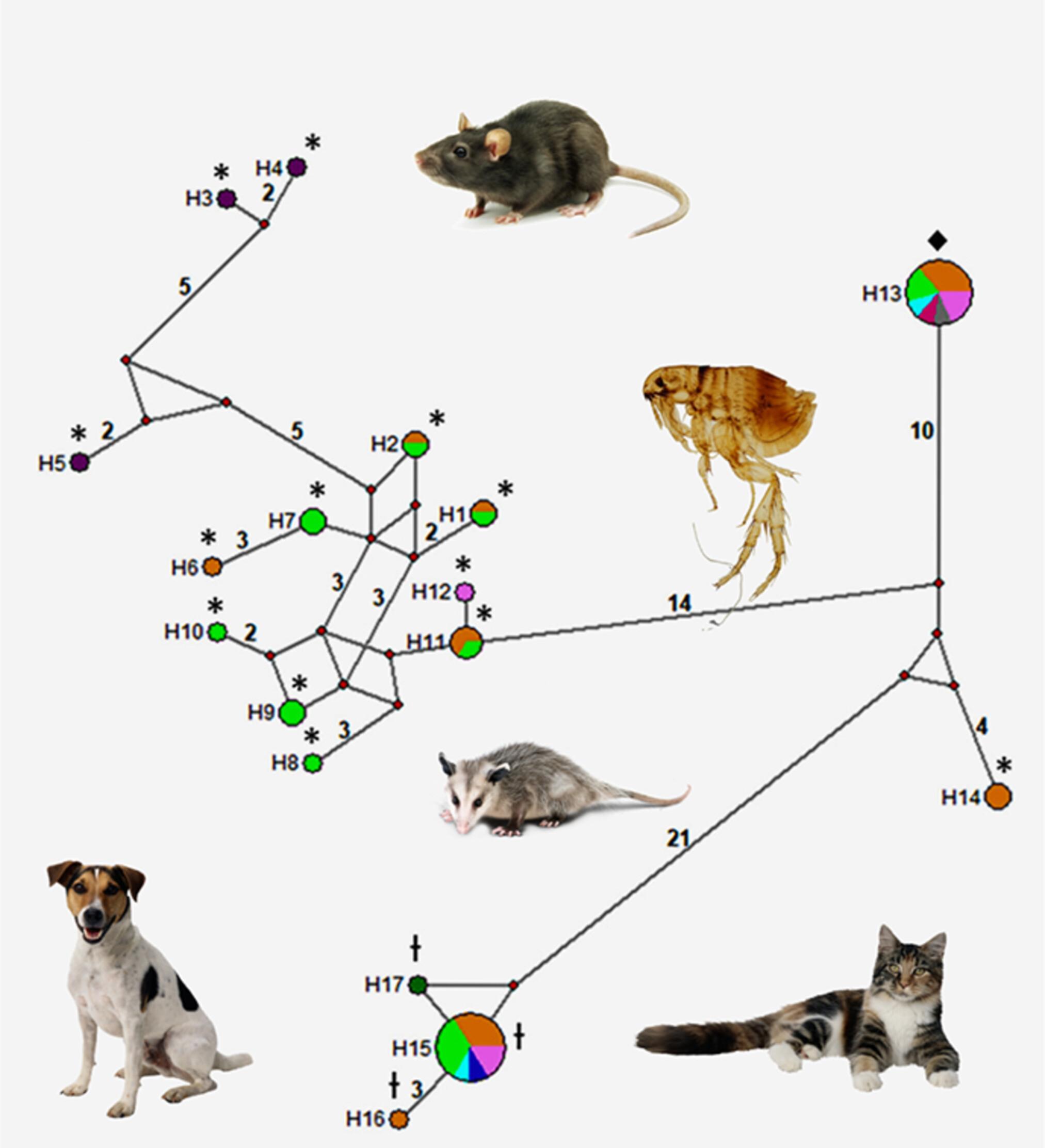 Prevalence, distribution and phylogenetic relationships of Bartonella in companion animals, wildlife and fleas from the Atlantic Forest ecoregion, Argentina