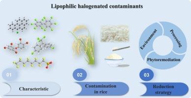 Exposure and reduction of lipophilic halogenated contaminants in rice