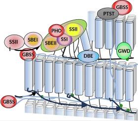 Starch biosynthesis and crop bioengineering