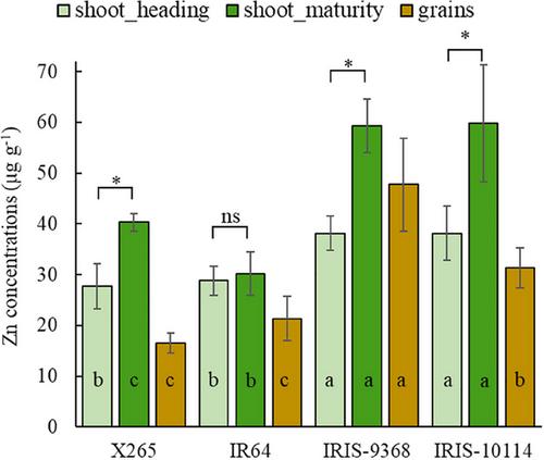 The Contribution of Zn Uptake and Grain Zn Loading Intensity to Achieving Zn Biofortification Breeding Targets in Rice