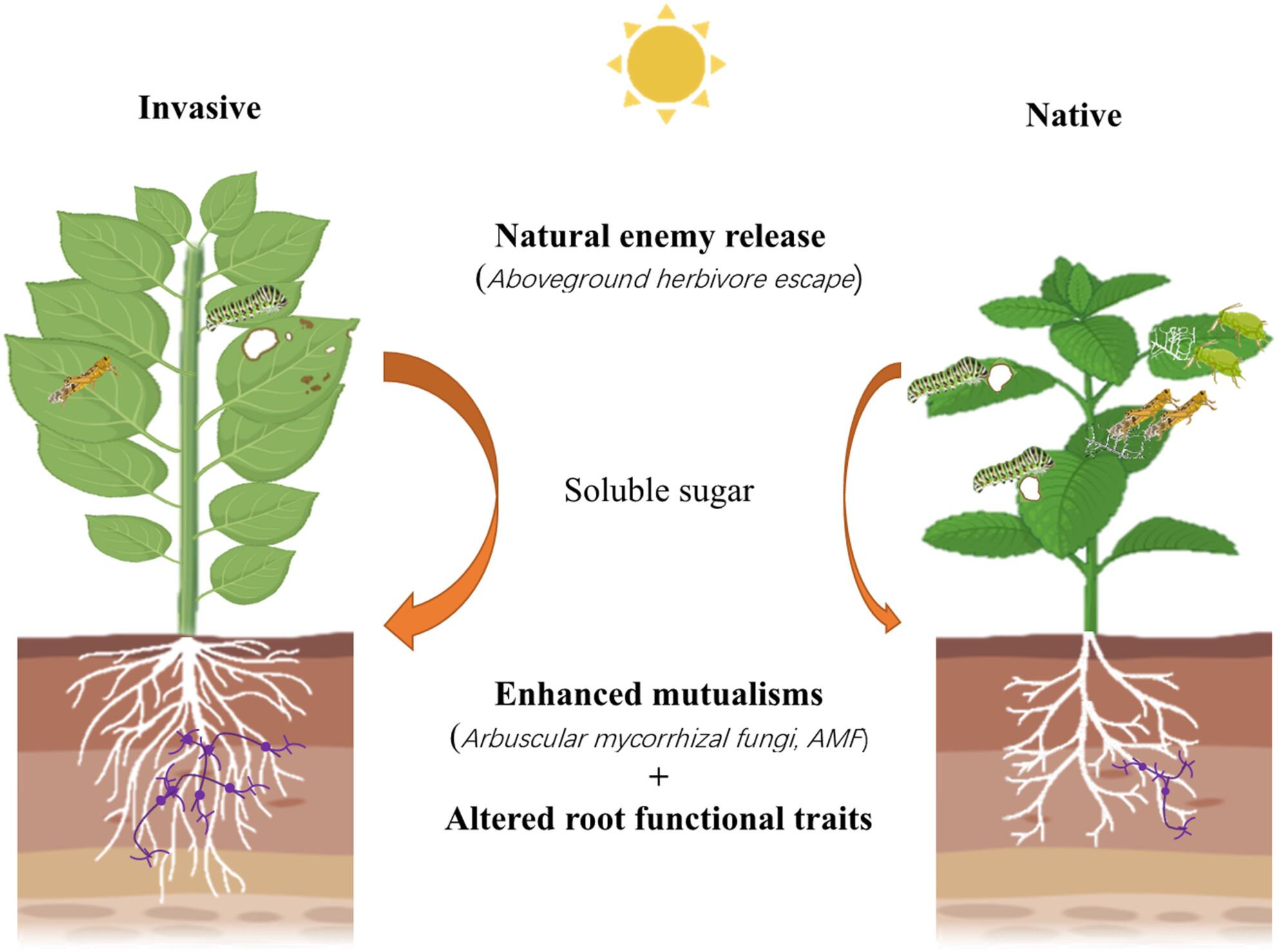 Dual drivers of plant invasions: Enemy release and enhanced mutualisms