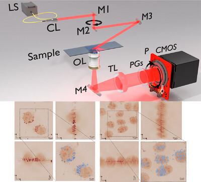 Polarization Gratings Aided Common-Path Hilbert Holotomography for Label-Free Lipid Droplets Content Assay