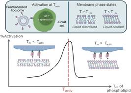 Melting point matters: designing lipid nanocarriers for improved T cell activation†