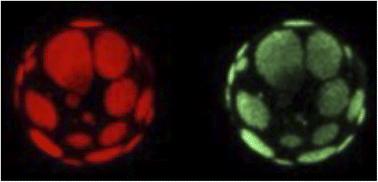 Spiers memorial lecture: Experimental discovery of asymmetric bilayers, and a recent asymmetry example