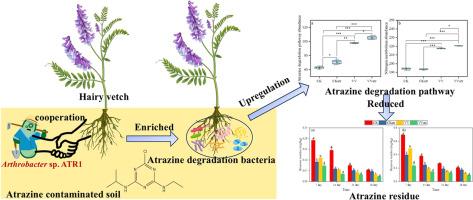 Green manure plant and exogenous degrading bacteria synergistically promote atrazine removal by enriching indigenous rhizosphere degraders