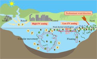 Wind-induced circulation driving the spatial distribution of dominant algae population in a plateau lake, Erhai, China