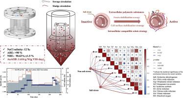Adaptation of microbial gene polymorphisms of the partial nitritation-anammox process for maintaining denitrification performance and robustness under salinity stress