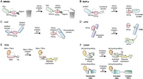 Harnessing Viral Proteases for Cellular and Molecular Engineering