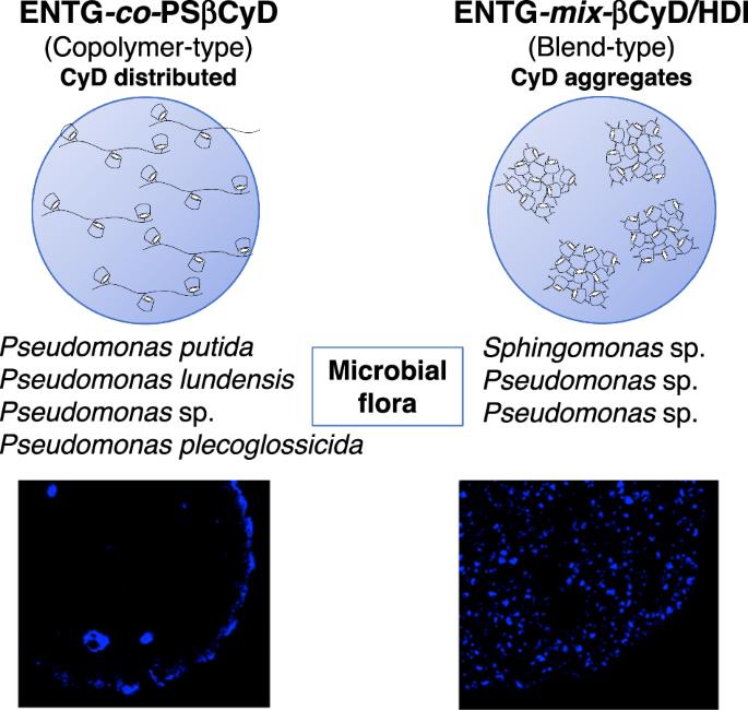 Effects of β-Cyclodextrin Introduced by Different Methods on the Immobilized Phenol-Degrading Bacteria in Photocrosslinked Spherical Hydrogels