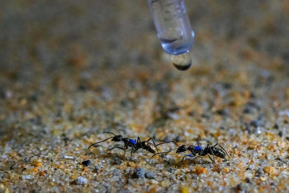 Running in the rain: Impact of water droplets on tandem running recruitment in a tropical ant