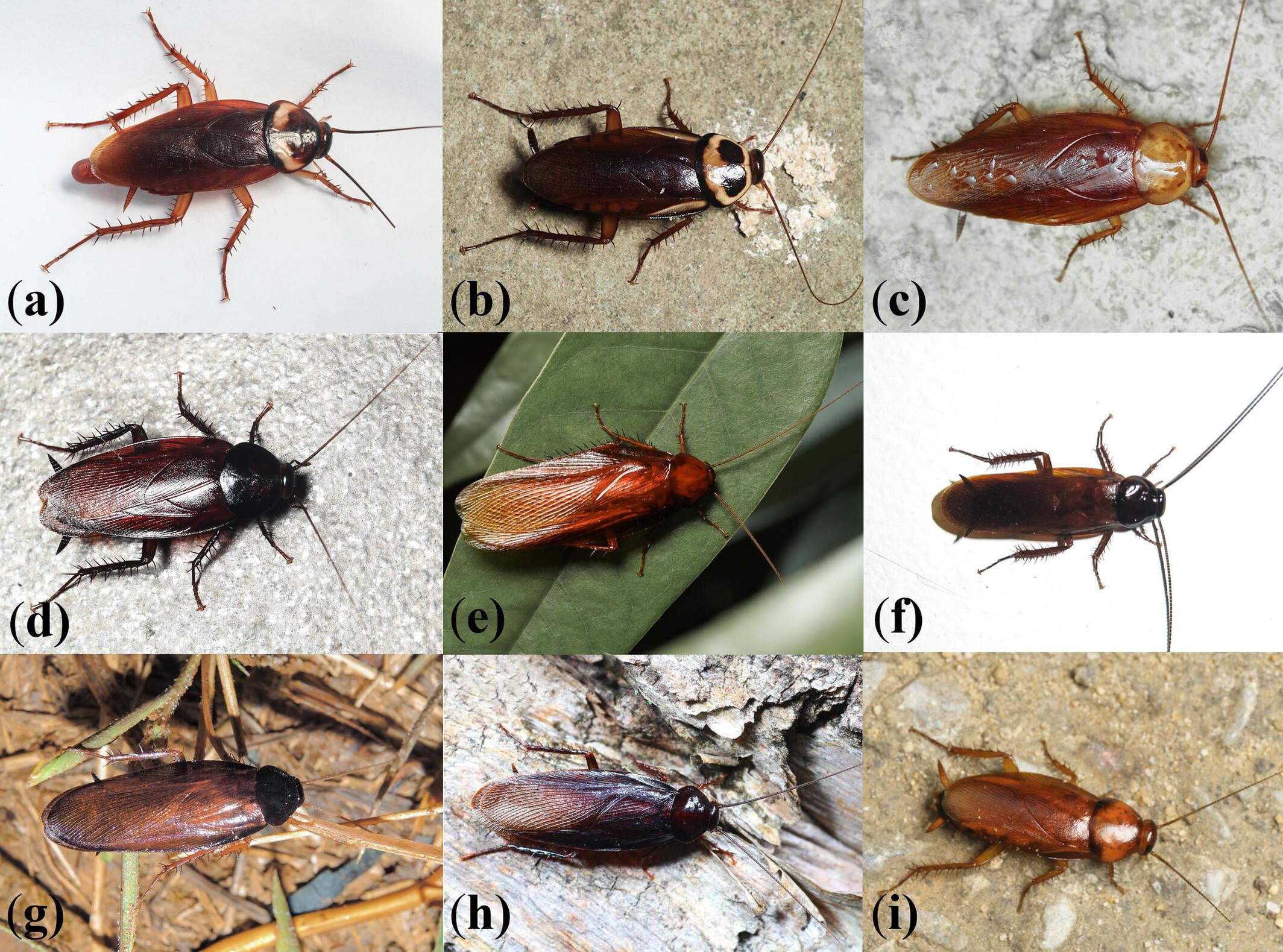 Revision of the cockroach subfamily Blattinae based on morphological and molecular analyses