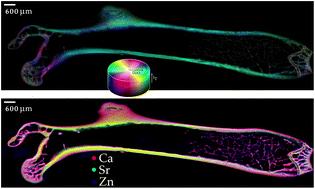 Imaging the orientation of hydroxyapatite crystallites across full mouse femora†