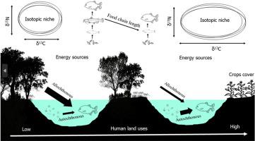 Land use extent and intensity affect the trophic structure of apex fish in neotropical lagoons