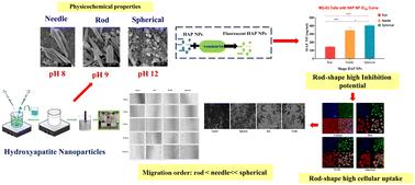 Effect of shape on cellular internalization and anti-cancer efficacy of hydroxyapatite nanoparticles in an osteosarcoma cell line†