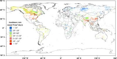 Quantifying the contribution of reactive nitrogen loss through anaerobic ammonium oxidation in global wetlands and oxygen minimum zones