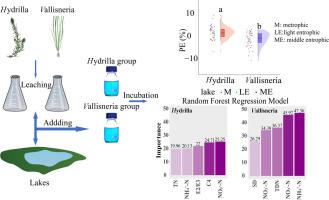 Submerged aquatic plants affect the priming effect of dissolved organic carbon degradation in shallow lakes