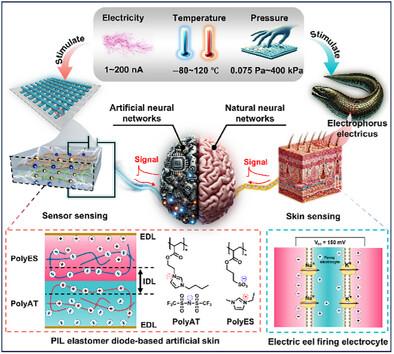 Electric Eels Inspired Iontronic Artificial Skin with Multimodal Perception and In-Sensor Reservoir Computing