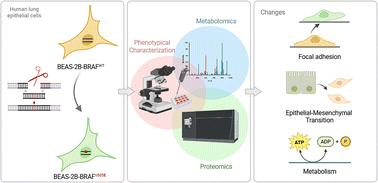 Proteomic and metabolomic dissection of the BRAF V600E mutation-induced cellular state transition in lung epithelial cells†