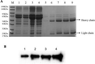 Molecular Evolution and Functional Characterization of Lethenteron reissneri STAT3