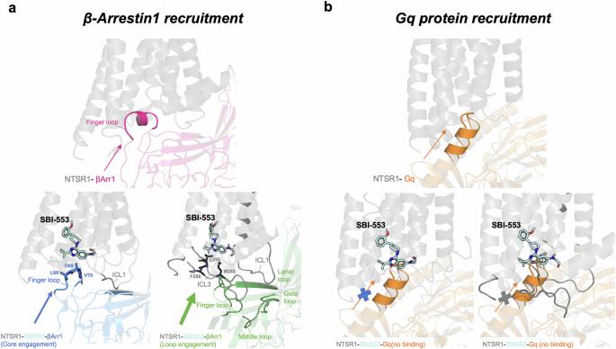 Orchestrating NTSR1 signaling from the interface