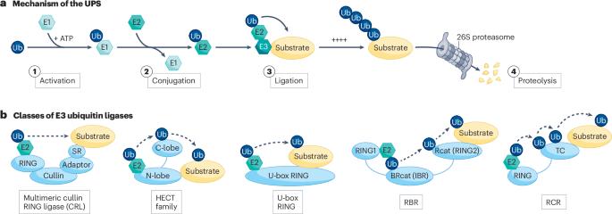 Targeted protein degradation for cancer therapy