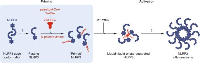 Decoding NLRP3: Phase separation enters the scene