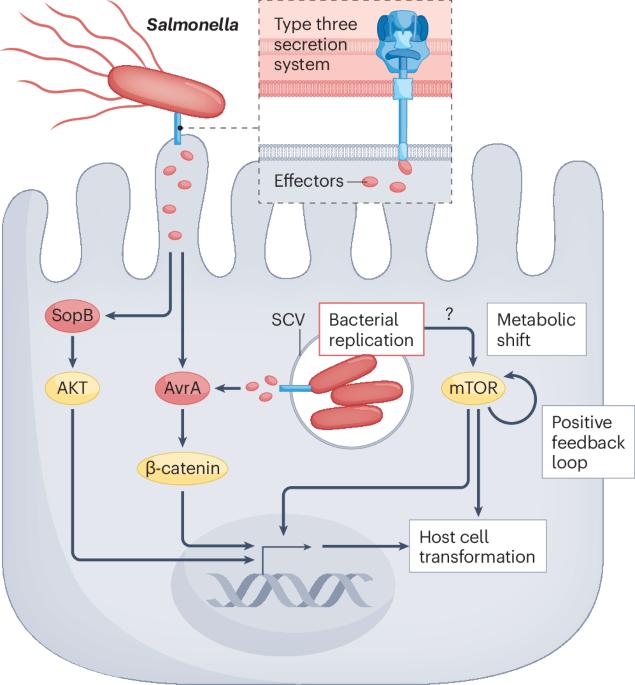 Salmonella, the insidious contributor to gallbladder and colon cancers