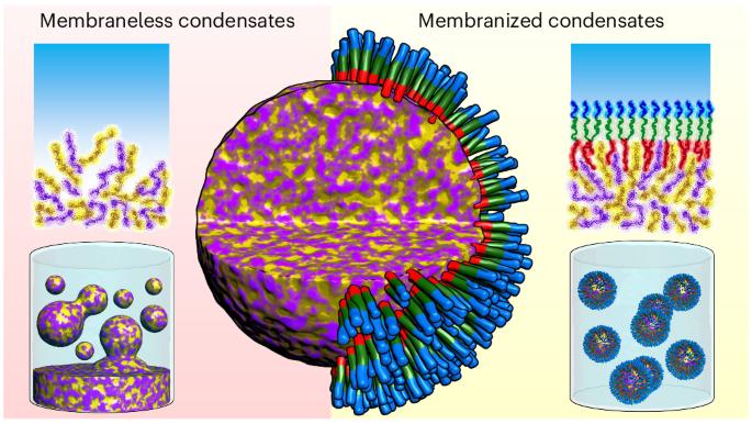 Universal membranization of synthetic coacervates and biomolecular condensates towards ultrastability and spontaneous emulsification