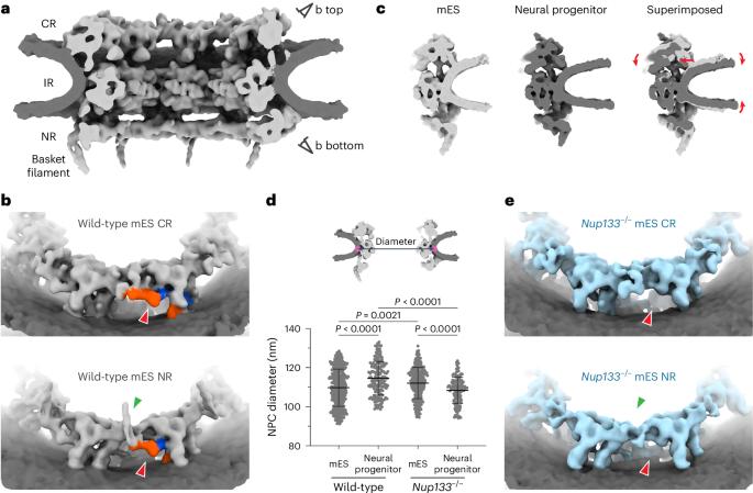 Nuclear pores safeguard the integrity of the nuclear envelope