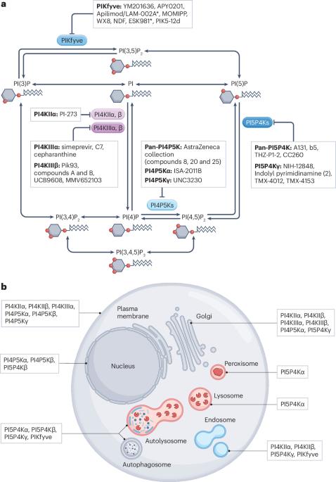 Phosphoinositide kinases in cancer: from molecular mechanisms to therapeutic opportunities