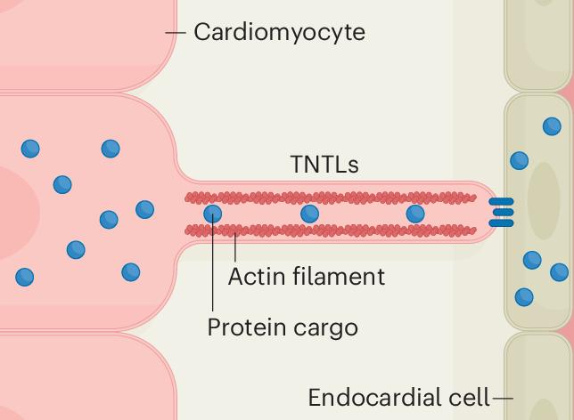 Tunnelling nanotube-like structures facilitate cell–cell communication during heart development