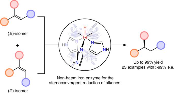 Stereoconvergent reduction of alkenes using a repurposed iron-based dioxygenase